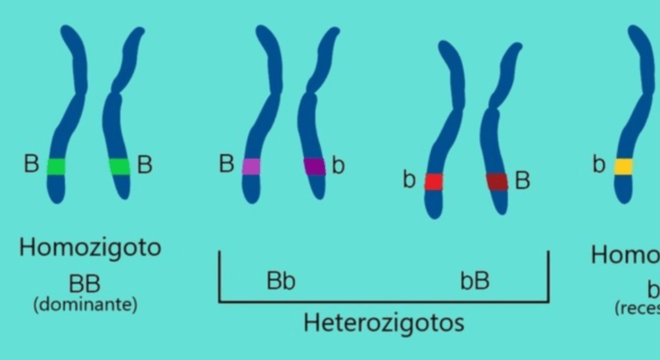 Genética - O que é, os elementos básicos e as principais descobertas