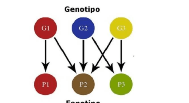 Genética - O que é, os elementos básicos e as principais descobertas