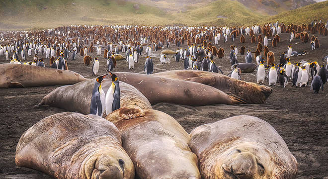 Geórgia do Sul é conhecida por sua abundante vida selvagem