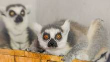 Zoo de Brasília recebe casal de lêmures, espécie que inspirou personagem do filme 'Madagascar'
