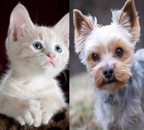 Geralmente, os animais mais atendidos em clínicas veterinárias - criados com mais frequência nas casas - são cães, gatos, coelhos e roedores.