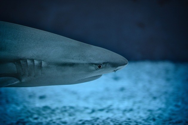 Geralmente, os tubarões atacam por confundir o ser humano com algum peixe durante a caça; ou por ter o território invadido, principalmente em dias de praias mais cheias.