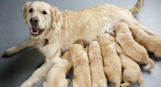 Gestação de cachorra - Saiba como descobrir e quanto tempo dura