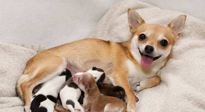 Gestação de cachorra - Saiba como descobrir e quanto tempo dura