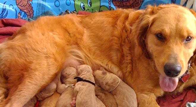 Gestação de cachorra - Saiba como descobrir e quanto tempo dura