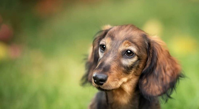 Gestação de cachorra - Saiba como descobrir e quanto tempo dura