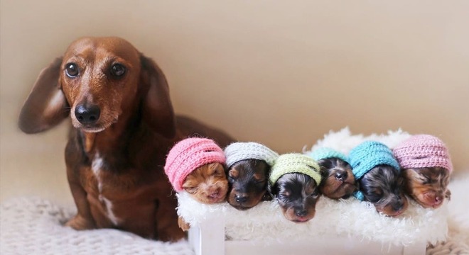 Gestação de cachorra - Saiba como descobrir e quanto tempo dura