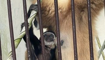 Tratadores desvendam mistério de macaca isolada que engravidou (Reprodução/Instagram/@morikirara)