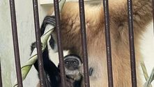 Tratadores de zoológico desvendam mistério de macaca isolada que engravidou