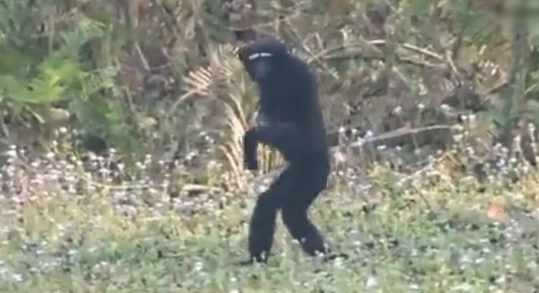Animal é apelidado de 'pequeno homem da floresta', o que faz muito sentido agora