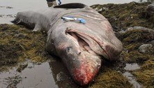 Gigante dos mares! Pescadores acham carcaça de tubarão-elefante