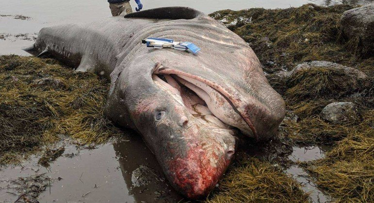 Carcaça de tubarão-elefante com 8 m de comprimento foi encontrada na costa do Maine (EUA)