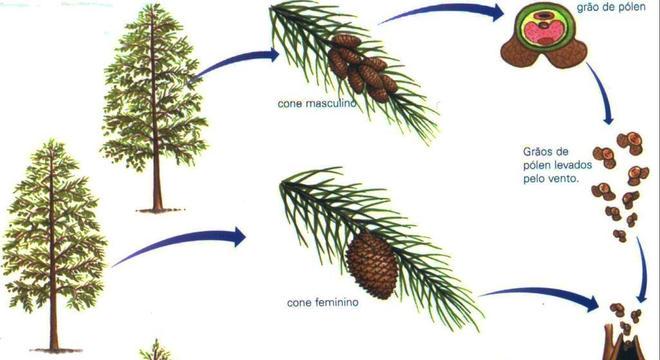 Gimnospermas – características, classificação, reprodução e estróbilos