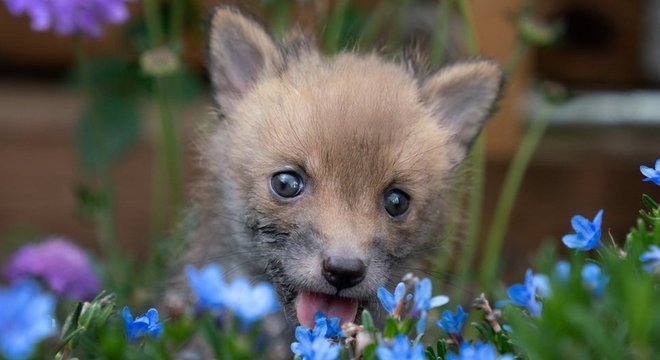 Agora já mais forte e maior, ele será solto junto com os irmãos