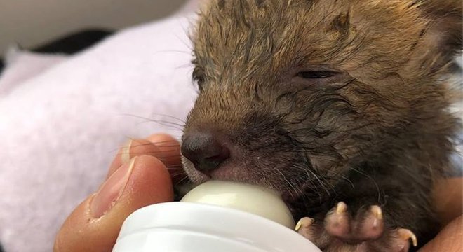 Ginger sendo alimentado nos primeiros dias, após ser salvo e acolhido pela família Rolfe