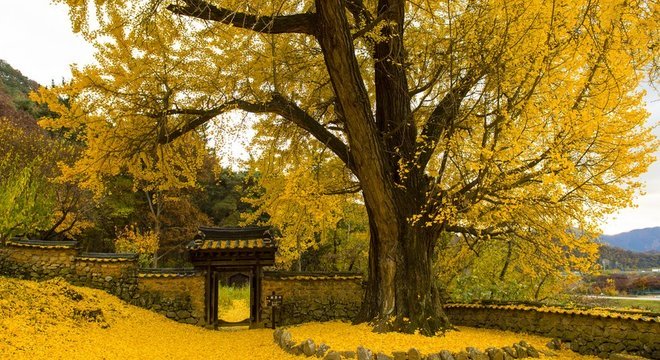 O ginkgo biloba gera suas próprias substâncias protetoras