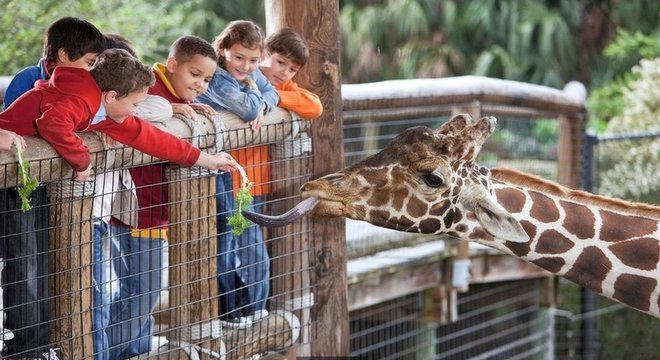 Clonagem de animais ganha cada vez mais espaço