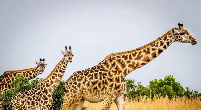 Girafa - características e comportamento da espécie