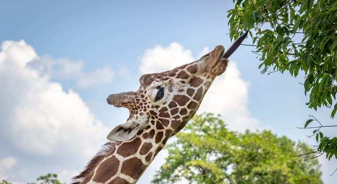 Girafa - características e comportamento da espécie