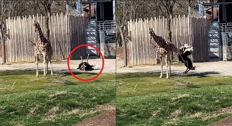 Girafa desferiu coice em avestruz pentelho, em zoológico dos EUA