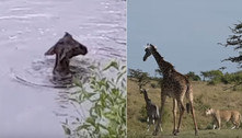 Girafa detém leoa atrás de filhote, mas o derruba em rio e ele morre 