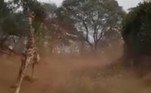 'A girafa parecia inofensiva no começo', relatou o professor e fotógrafo Dicken Muchena, 27, que fazia parte da expedição