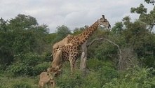 Chocante! Girafa sobrevive durante 5 horas a ataque brutal de leoas 