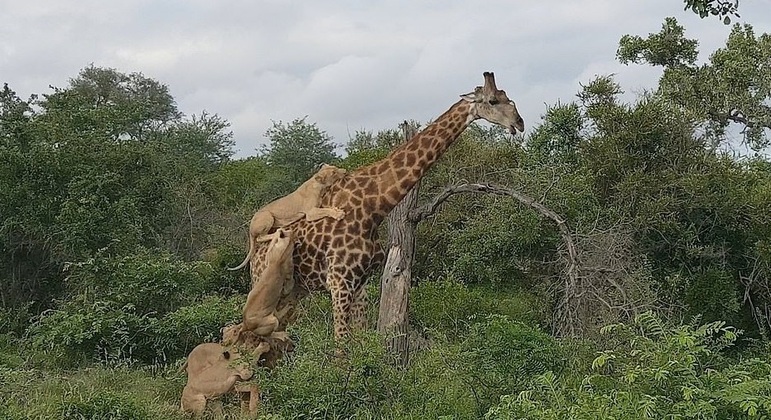 A girafa foi muito paciente para lidar com a insistência das predadoras