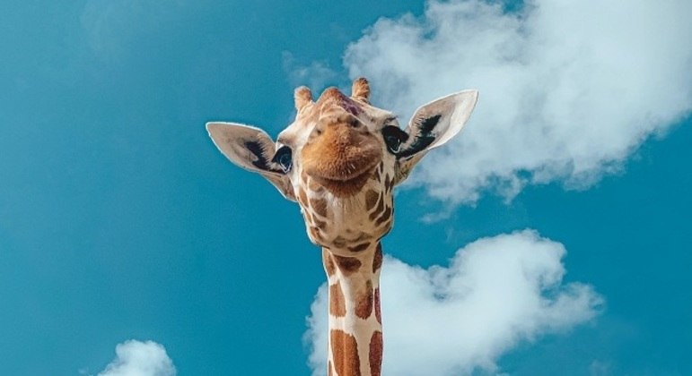 Girafa. Com um rosto amigável e uma altura que chama atenção, esses animais são conhecidos pelas manchas amarronzadas na pele, chifres e emite sons bem altos, principalmente a noite