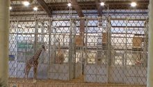 Girafa morre em zoológico após ficar com pescoço preso em portão