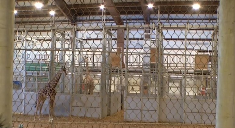 Girafa morreu em zoológico nos EUA, após ter ficado com o pescoço preso em portão