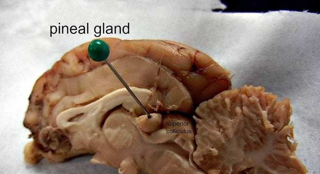 Glândula Pineal, o que é? Característica, função e como pode ser ativada