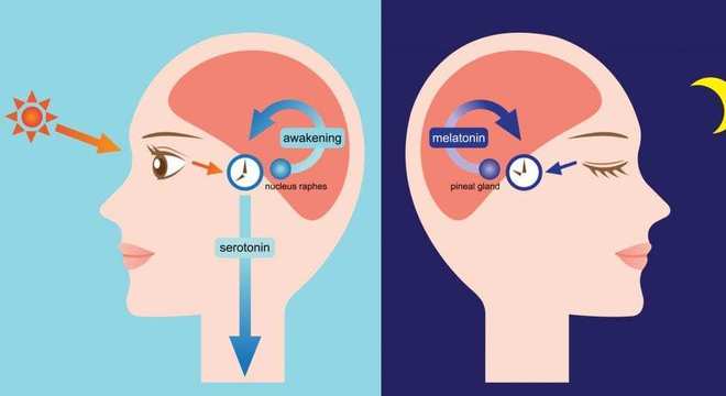 Glândula Pineal, o que é? Característica, função e como pode ser ativada