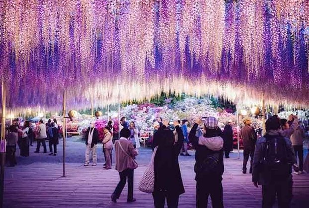 Glicínia- Também conhecida como Wisteria, não apenas acrescenta beleza aos jardins do Japão, mas também carrega consigo uma rica tradição cultural, sendo símbolo de romance e poesia japonesa. Foi introduzida nos Estados Unidos em 1830.