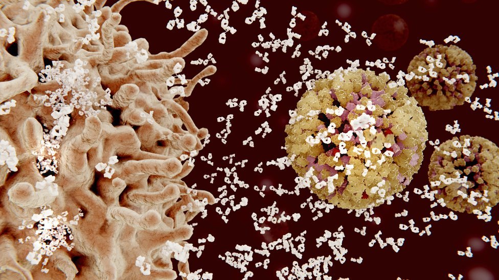 O sistema imunológico deve nos defender de patógenos e parasitas 