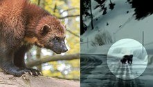 Pai e filha avistam glutão, pequeno mamífero capaz de matar um urso
