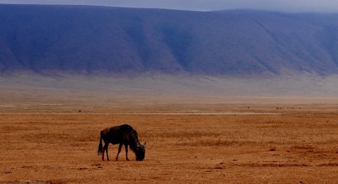 Os gnus tinham sido vítima da peste bovina