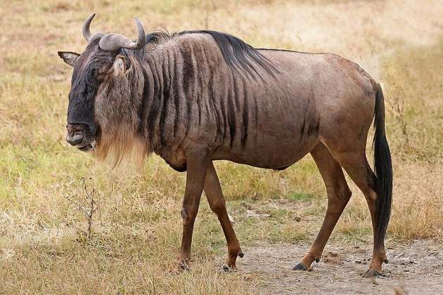 Gnu- Apesar de pesar até 270 kg, o gnu alcança 80 km/h, desenvolvendo a habilidade de correr para escapar de predadores como leões, leopardos e hienas. Também é conhecido como boi-cavalo e pode ser encontrado na Tanzânia e no Quênia.