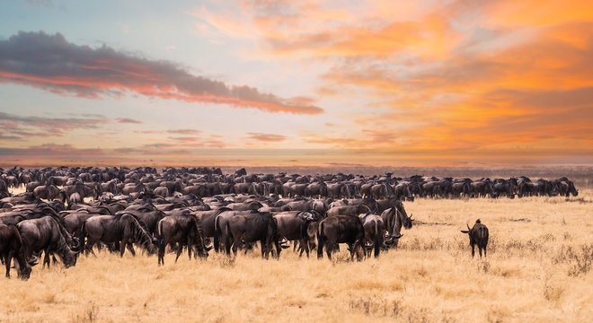 O retorno dos gnus mudou completamente o cenário do parque 