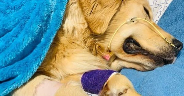 Dona faz alerta após cão morrer com brinquedo de corda – Lifestyle – [Blog GigaOutlet]