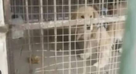 Golden estava enjaulado como um animal selvagem
