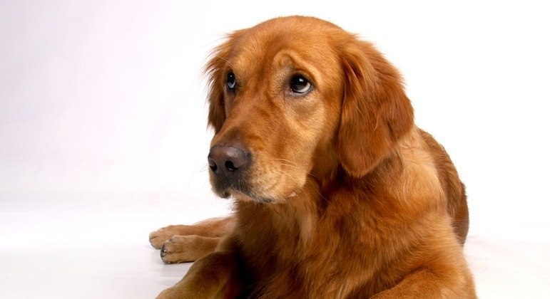 Golden é um excelente cão para famílias