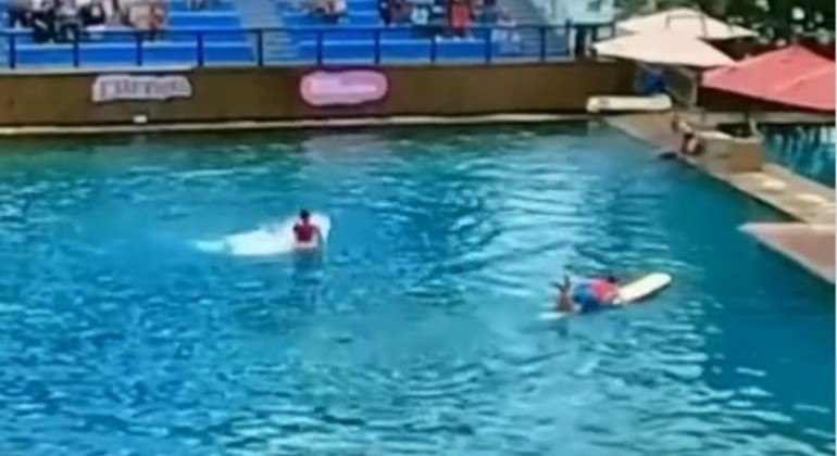 O golfinho Sundance nadou em direção ao treinador e o atacou durante o show