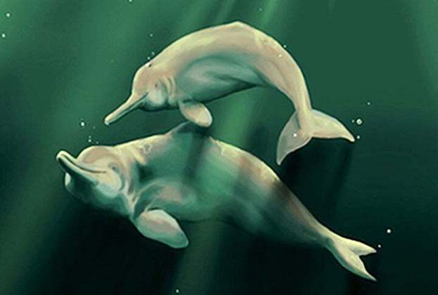 Golfinho-do-rio-chinês: Esse era um animal de água doce que habitava o rio Yangtze, na China. Foi declarado extinto em 2007, devido à caça predatória, à poluição e à construção de barragens.