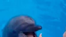Golfinho morde mão de criança após confundi-la com guloseima