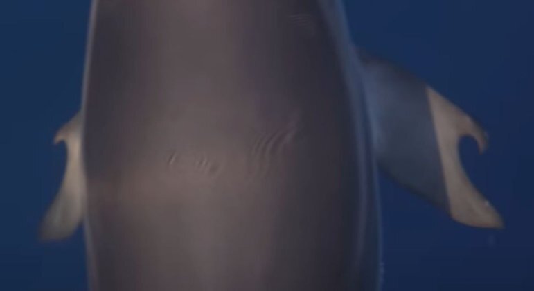 Deformidade em nadadeiras de golfinho lembra polegares