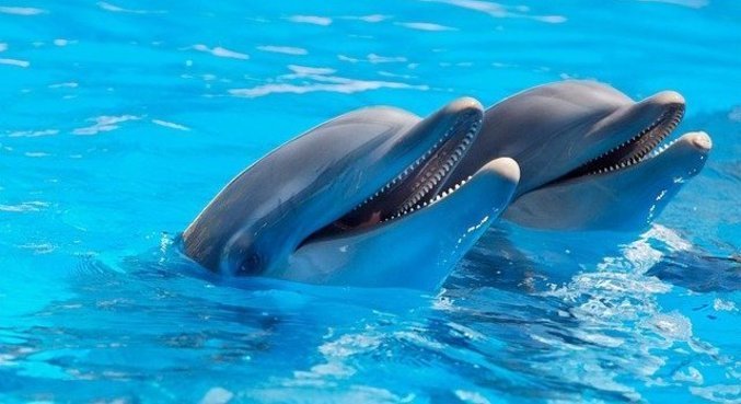Foram estudados 134 golfinhos durante a pesquisa