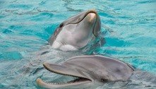 Rússia usa golfinhos para proteger base naval no mar Negro