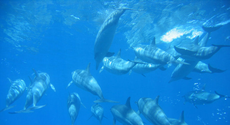 Golfinhos-rotadores nadando no mar de Fernando de Noronha