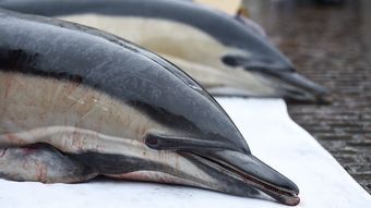 Le nombre de dauphins morts en France atteint un record et menace la survie de l’espèce – Actualités